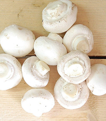 Carbeth Plants White Mushroom Growing Kit - Grow Your Own Suffolk Mushrooms