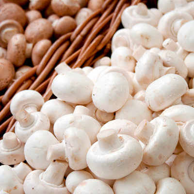 Carbeth Plants White Mushroom Growing Kit - Grow Your Own Suffolk Mushrooms