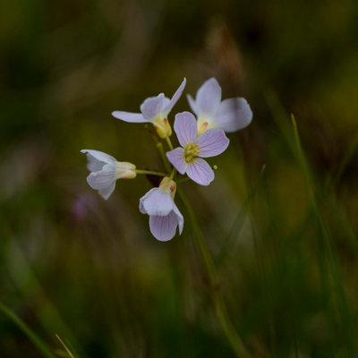 Cardamine pratensis - 3x 9cm Plants - Marginal Aquatic Pond Plant