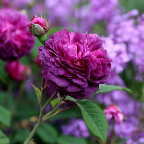 Cardinal de Richelieu Rose Bush Purple Flowering Roses Gallica Rose 4L Pot