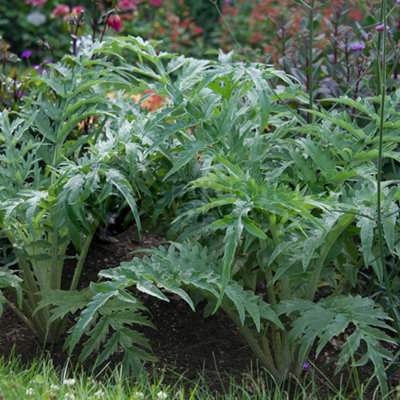 Cardoon Common (10-20cm Height Including Pot) Garden Herb Plant - Ornamental Edible, Compact Size