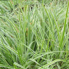 Carex Everest - Variegated Foliage, Evergreen, Hardy (20-30cm Height Including Pot)