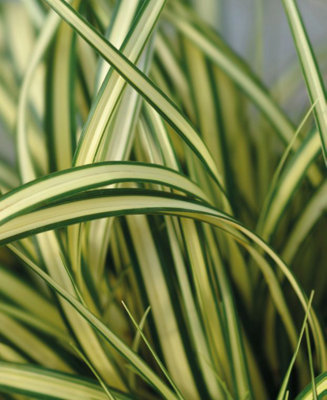 Carex Evergold - Japanese Sedge Grass - Set of 3 in 9cm pots