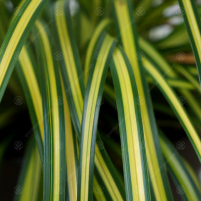 Carex Eversheen - Golden-Yellow Foliage, Evergreen, Hardy (20-30cm Height Including Pot)