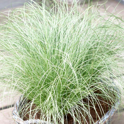 Carex Frosted Curls - Ornamental Grass with Curled Leaves, Shade (10 ...
