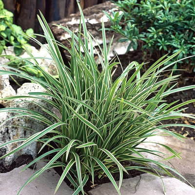 Carex Ice Dance x 3 Sedge Plants in 9cm Pots - Evergreen Ornamental ...