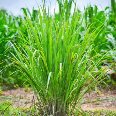 carex-js-greenwell-ornamental-