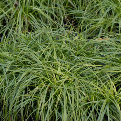 Carex JS Greenwell - Ornamental Grass, Compact Size, Evergreen (15-30cm Height Including Pot)