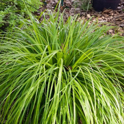 Carex JS Greenwell - Ornamental Grass, Compact Size, Evergreen (15-30cm Height Including Pot)
