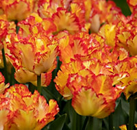 Caribbean Parrot Tulip Bulbs (500 Bulbs)