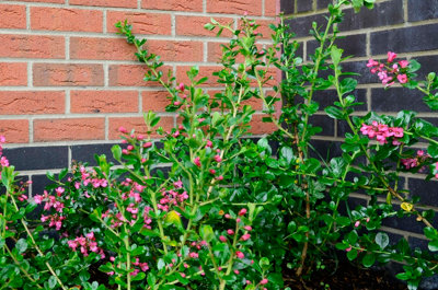 Carlton Wrekin Berkshire Brick 65mm Pack 150 - 6