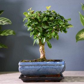 Carmona Microphylla Bonsai - Oriental Fukien Tea Tree - Indoor Plant in 12cm Ceramic Pot inc Drip Tray