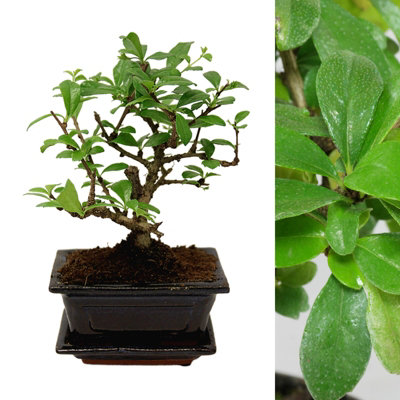 Carmona Microphylla Bonsai - Oriental Fukien Tea Tree - Indoor Plant in 12cm Ceramic Pot inc Drip Tray