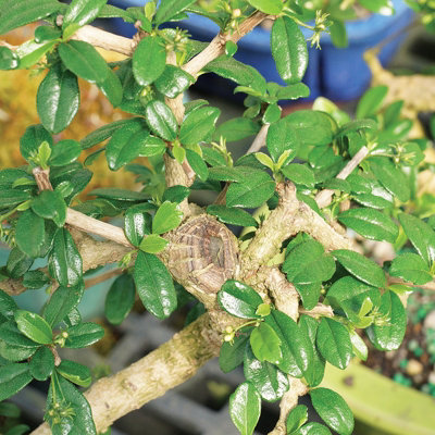 Carmona Microphylla Bonsai - Oriental Fukien Tea Tree - Indoor Plant in 12cm Ceramic Pot inc Drip Tray - 3