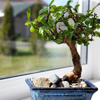 Carmona Microphylla Bonsai - Oriental Fukien Tea Tree - Indoor Plant in 12cm Ceramic Pot inc Drip Tray - 4