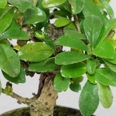 Carmona Microphylla Bonsai - Oriental Fukien Tea Tree - Indoor Plant in  12cm Ceramic Pot inc Drip Tray
