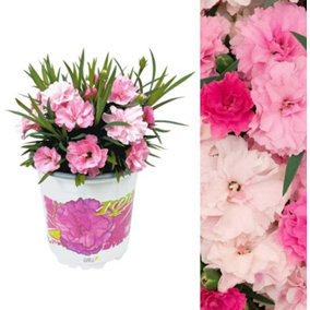 Carnation 'I Love You' Plant in a 10cm Pot - Semi Evergreen Dianthus Plant