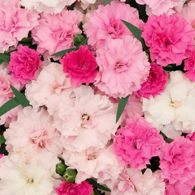Carnation 'I Love You' Plant in a 10cm Pot - Semi Evergreen Dianthus Plant - 3