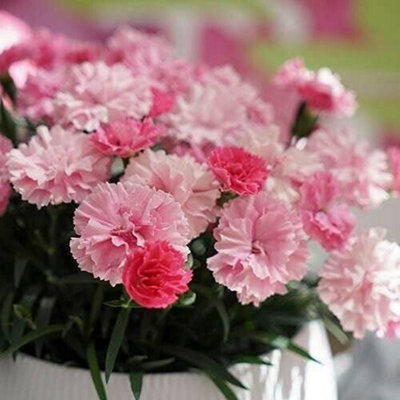 Carnation 'I Love You' Plant in a 10cm Pot - Semi Evergreen Dianthus Plant - 5