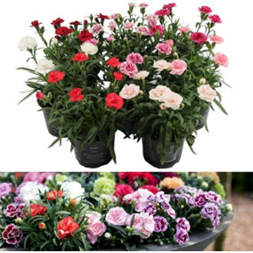 Carnation 'Oscar' - 3 Pack of Mixed Coloured Dianthus Plants in 10cm Pots