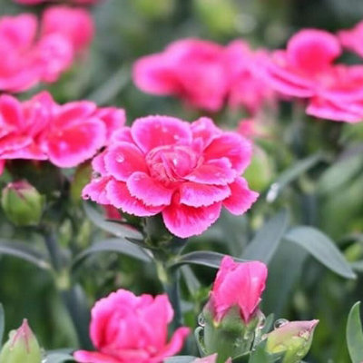 Carnation 'Oscar' - 3 Pack of Mixed Coloured Dianthus Plants in 10cm Pots