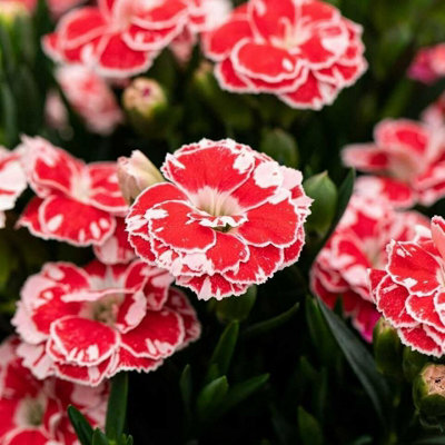 Carnation 'Oscar' - 3 Pack of Mixed Coloured Dianthus Plants in 10cm Pots - 3