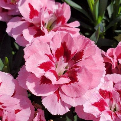 Carnation 'Oscar' - 3 Pack of Mixed Coloured Dianthus Plants in 10cm Pots - 4