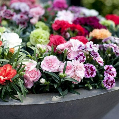 Carnation 'Oscar' - 3 Pack of Mixed Coloured Dianthus Plants in 10cm Pots - 5