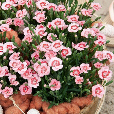 Carnation 'Peach Party' Plant in 10cm Pot - Stunning Semi Evergreen Dianthus