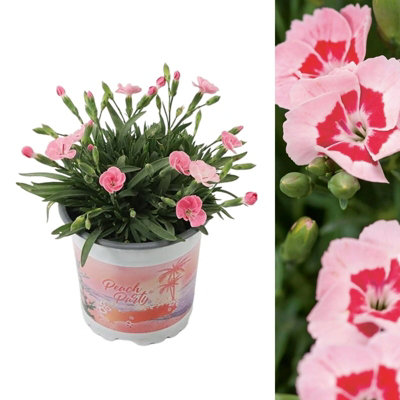 Carnation 'Peach Party' Plant in 10cm Pot - Stunning Semi Evergreen Dianthus