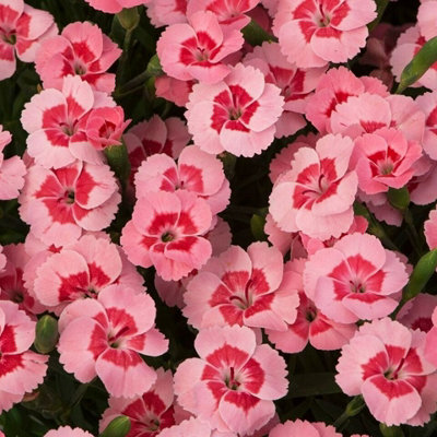 Carnation 'Peach Party' Plant in 10cm Pot - Stunning Semi Evergreen Dianthus - 3