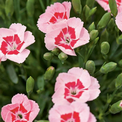Carnation 'Peach Party' Plant in 10cm Pot - Stunning Semi Evergreen Dianthus - 4