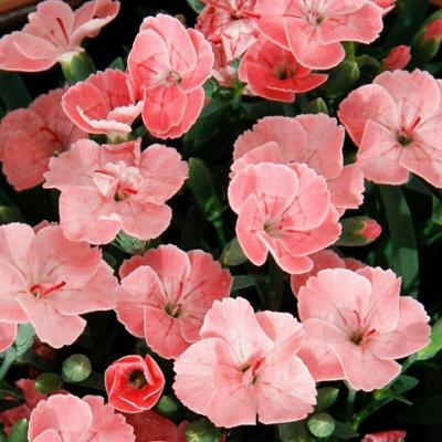 Carnation 'Peach Party' Plant in 10cm Pot - Stunning Semi Evergreen Dianthus - 5