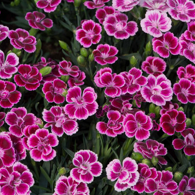 Carnation Pink Kisses in 12cm Pot - Perennial Dianthus Plant for Your Garden