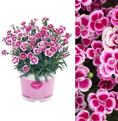 Carnation Pink Kisses in 12cm Pot - Perennial Dianthus Plant for Your Garden
