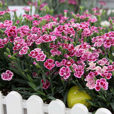 Carnation Pink Kisses in 12cm Pot - Perennial Dianthus Plant for Your Garden - 3