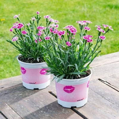 Carnation Pink Kisses in 12cm Pot - Perennial Dianthus Plant for Your Garden - 4