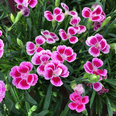 Carnation Pink Kisses in 12cm Pot - Perennial Dianthus Plant for Your Garden - 5