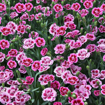 Carnation Pink Kisses in 12cm Pot - Perennial Dianthus Plant for Your Garden - 7