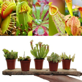 Carnivorous Plant Mix - 3 Indoor Plants in 5.5cm Pots