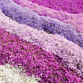Carpet Phlox Collection Pack of x 12 Mix Plug Plants Ready to Plant Early Spring Flowering Carpet Cover Phlox