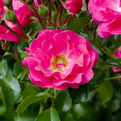 Carpet Rose Pink Flower Hardy Plants Outdoor Garden Ready Garden Plants Roses (3 litre pot, 20-40cm)