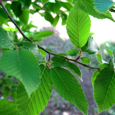 Carpinus Fastigiata Tree - Upright Deciduous, Columnar Growth (5-6ft)