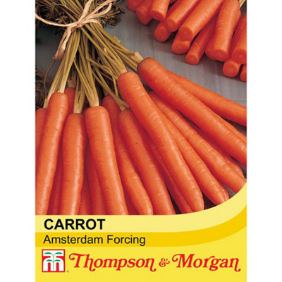 Carrot Amsterdam Forcing 3 1 Seed Packet (1500 Seeds)