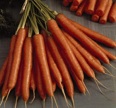 Carrot Amsterdam Forcing 3 1 Seed Packet (1500 Seeds)