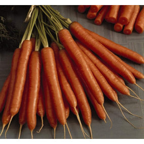 Carrot Amsterdam Forcing 3 1 Seed Packet (1500 Seeds)
