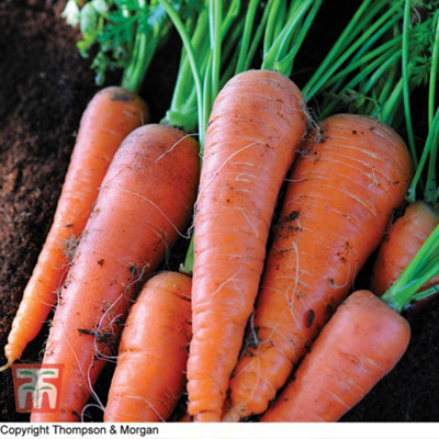 Carrot Autumn King 2 1 Seed Packet (1100 Seeds)