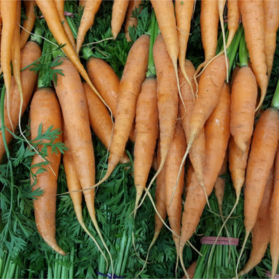 Carrot Autumn King Vegetable Seeds (approx. 5000 seeds) by Jamieson Brothers