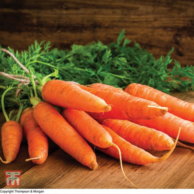 Carrot Chantenay Red Cored 3 Supreme 1 Seed Packet (1500 Seeds)