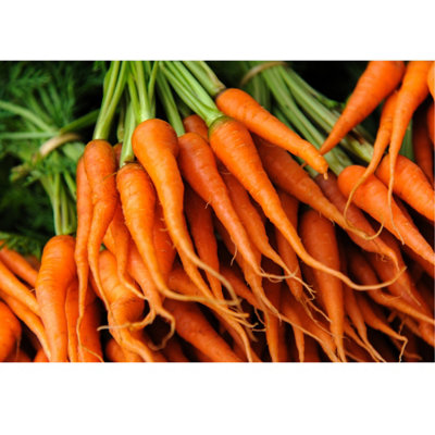 Carrot Early Nantes II Vegetable Seeds (approx. 5000 seeds) by Jamieson Brothers - 3